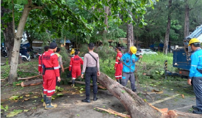 Diterjang Angin Kencang, 3 Pohon di Bengkulu Tumbang