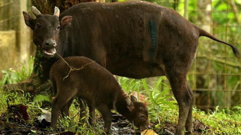Perburuan Meningkat, Ancam Populasi Anoa di Pulau Sulawesi 