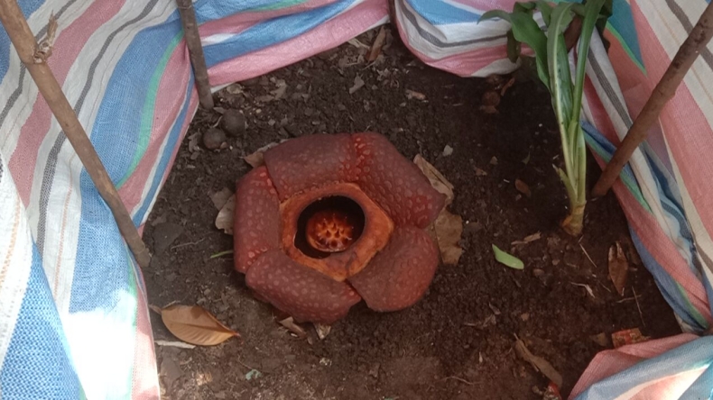 Bunga Rafflesia Tumbuh di Permukiman Warga Padang, Sempat Dikira Bangkai karena Bau Busuk