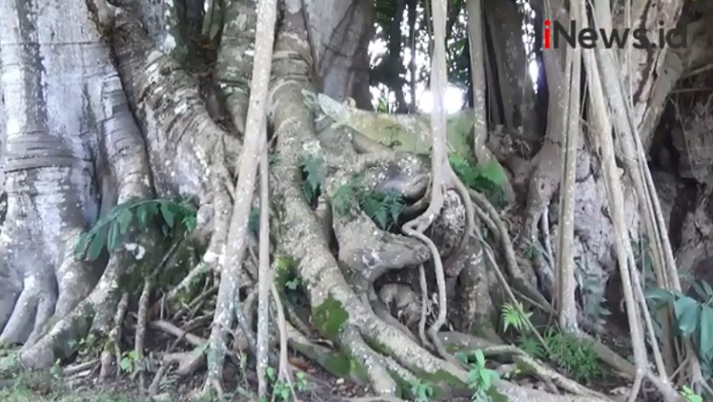 Kisah di Balik Kuburan di Atas Pohon Samosir, Sang Raja Kehilangan Anak Kesayangan