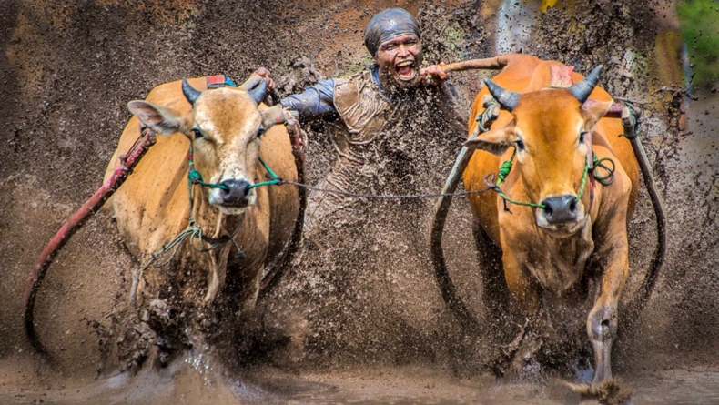 Tradisi Pacu Jawi, Berawal dari Bajak Sawah hingga Jadi Lomba Adu Cepat Sapi 