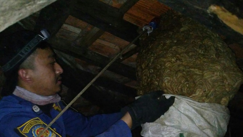 Dramatis, Evakuasi Sarang Tawon Vespa Raksasa dari Atap Rumah di Lembang KBB