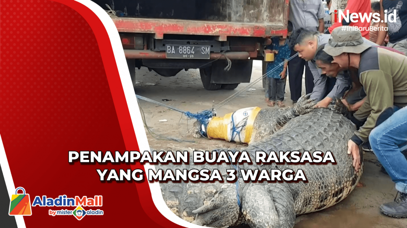 Buaya Raksasa Yang Diduga Mangsa Warga Pasaman Barat Tertangkap Ini