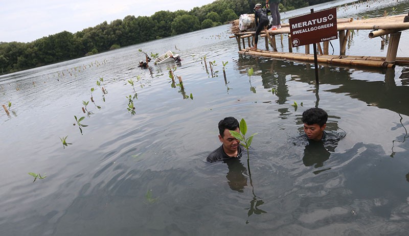 Peduli Lingkungan, Meratus Earth Squad Ajak Semua Pihak Tanam Mangrove  - Bagian 4