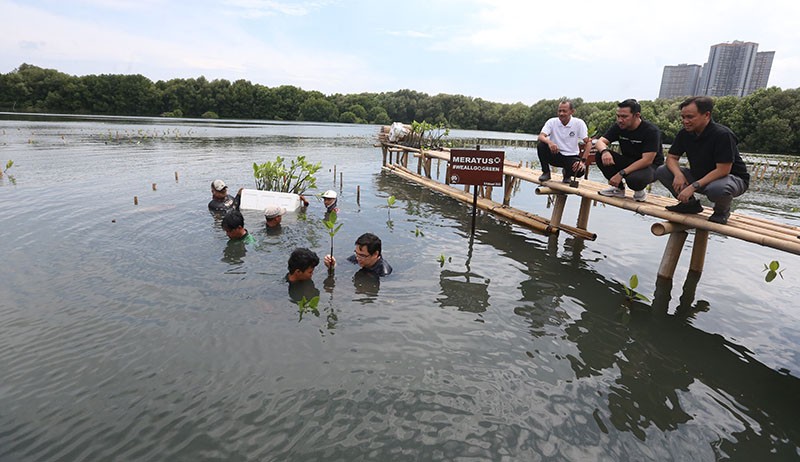 Peduli Lingkungan, Meratus Earth Squad Ajak Semua Pihak Tanam Mangrove  - Bagian 2