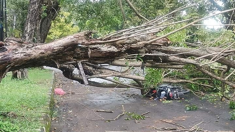 Pohon Tumbang Timpa Pengendara Motor di Jalan Gatsu Indramayu
