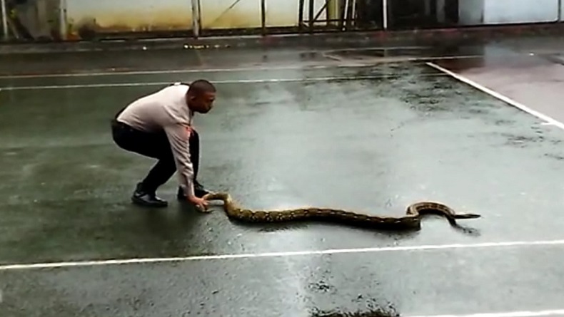 Ular Sanca Ditemukan di Pendopo Sukabumi, Pegawai Sedang Tenis Lari Ketakutan 