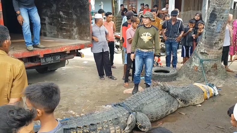 Buaya Raksasa yang Diduga Mangsa Warga Pasaman Barat Tertangkap, Ini Penampakannya