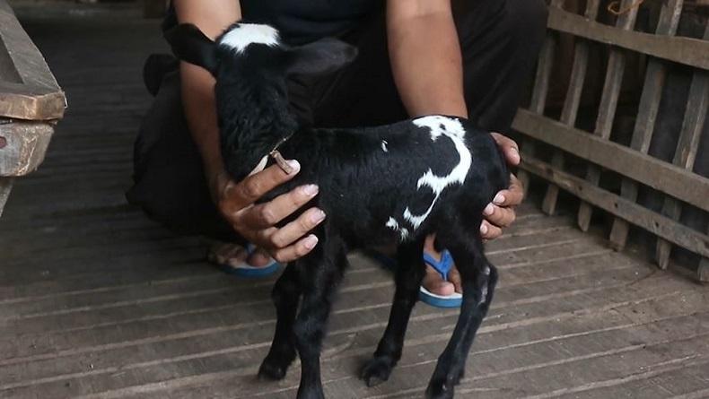 Anakan Domba di Sukoharjo Miliki Bulu Unik, Seperti Tulisan Lafaz Allah 