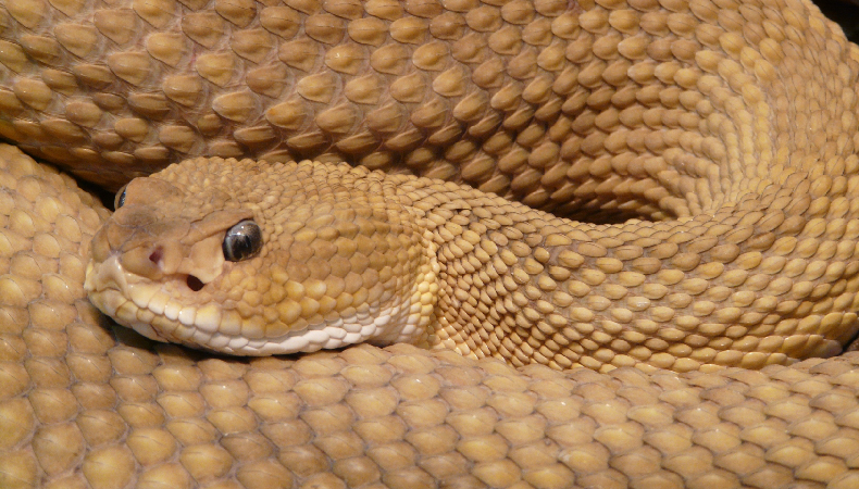 4 Profesi Aneh pada Dunia Medis, Nomor 3 Cukup Terkenal di Abad Ke-18