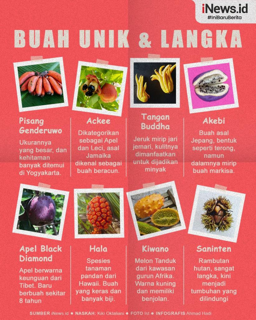 Infografis Buah Paling Langka di Dunia, Ada yang 8 Tahun Baru Berbuah 
