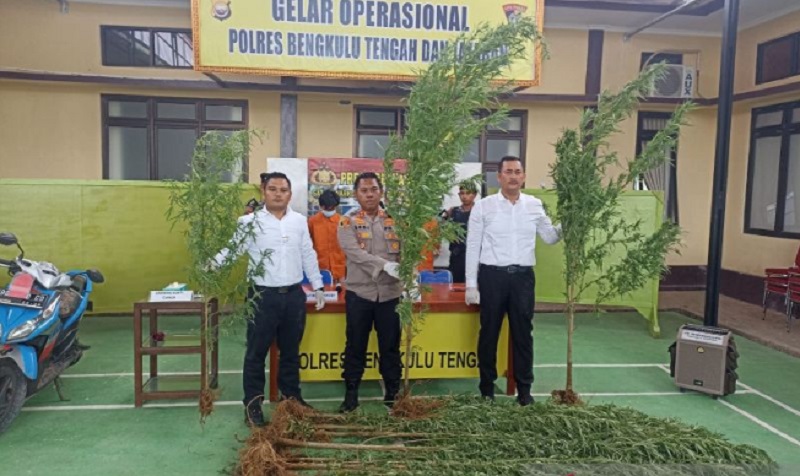 title Polisi Sita 32 Batang Ganja Siap Panen di Lahan Seluas 1,5 Hektare Polisi Sita 32 Batang Ganja Siap Panen di Lahan Seluas 1,5 Hektare