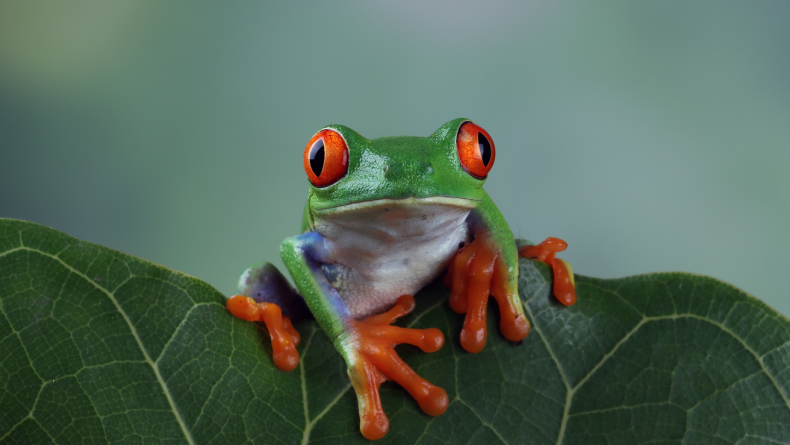 Nama Organ Gerak Katak Beserta Fungsinya