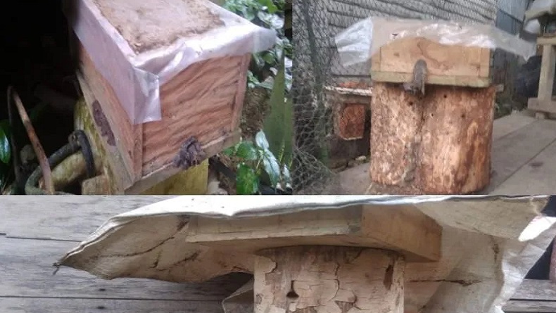 2 Remaja di Tabalong Curi Sarang Madu Kelulut, 1 Serahkan Diri ke Polisi Diantar Orang Tua 