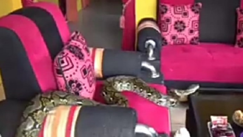 title Pasutri di Kuningan Hidup Bersama Ular Besar, Jadi Teman Main Balita Pasutri di Kuningan Hidup Bersama Ular Besar, Jadi Teman Main Balita