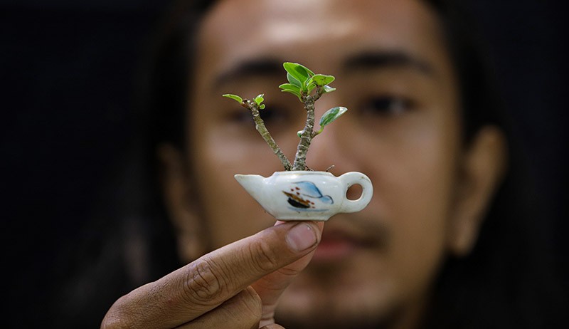 Kerajinan Bonsai Mini, Harga hingga Rp2,5 Juta per Tanaman - Bagian 1