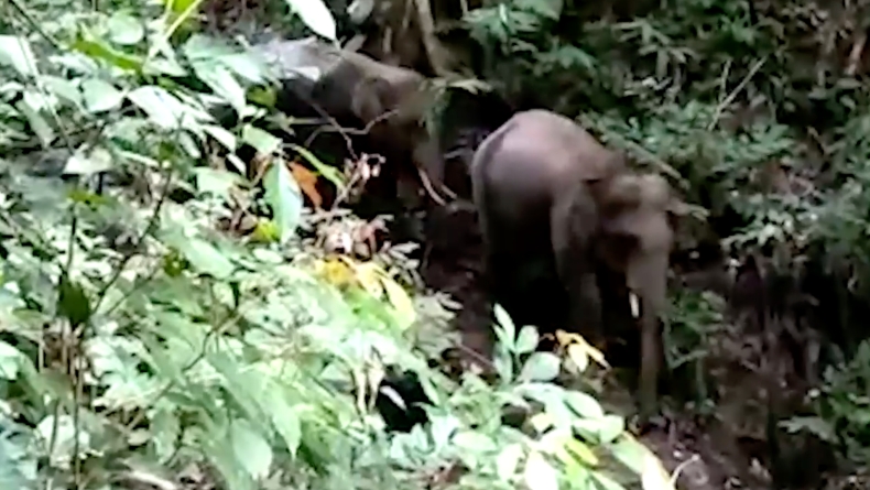 2 Gajah Muncul di Sijunjung Sumbar, Fenomena Langka 43 Tahun Silam