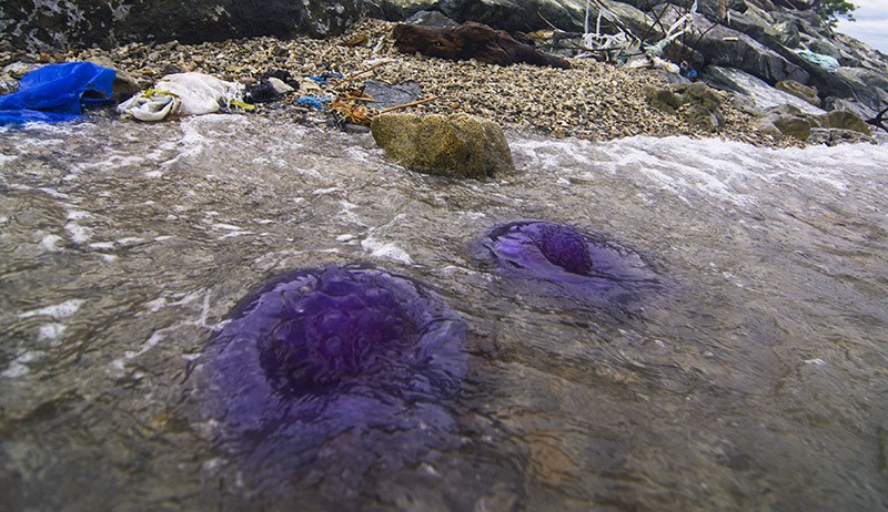 Penampakan Puluhan Ubur-Ubur Ungu Terdampar di Pantai Teluk Palu - Bagian 2