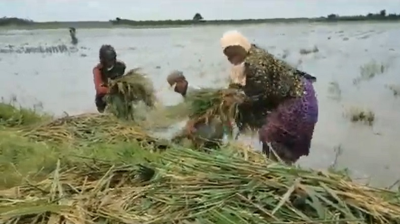 Tanggul Anak Sungai Bengawan Solo Jebol, Petani Bojonegoro Terpaksa Panen Dini 