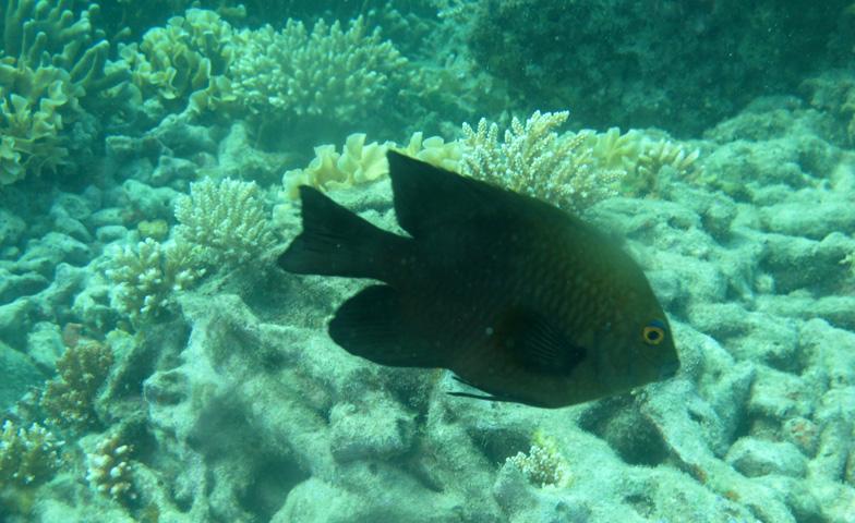 Peneliti Undip: Kerusakan Terumbu Karang Kerugian Negara, Pelaku Harus Diproses Hukum