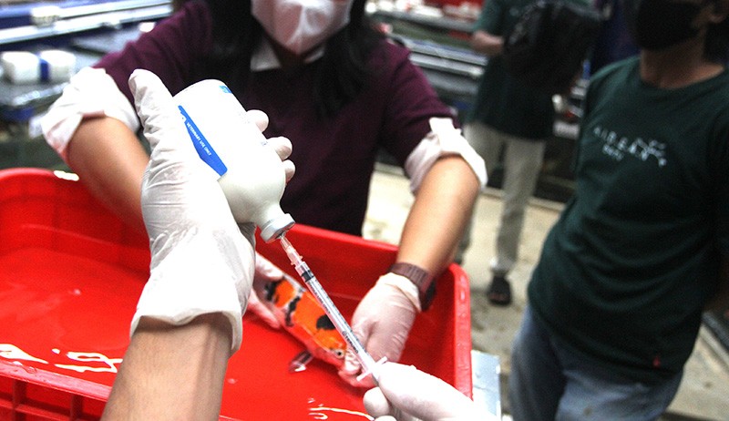 Rumah Sakit Khusus Ikan, Ada Dokter Jaga dan Rawat Inap Dilengkapi Meja Operasi - Bagian 2
