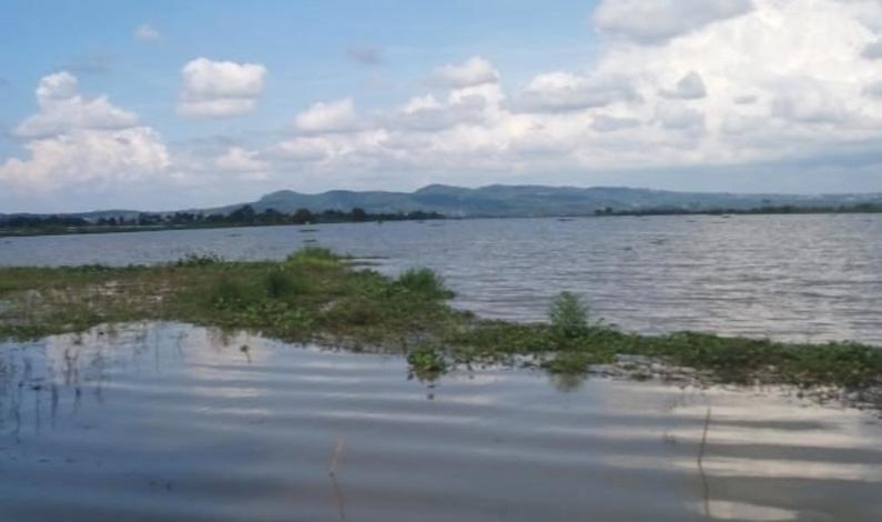 Dampak Kerusakan Ekosistem, Produksi Ikan di Rawa Pening Menurun