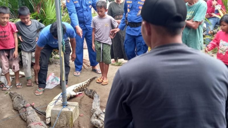 Warga Agam Tangkap 6 Buaya di Parit Perkebunan Kelapa Sawit