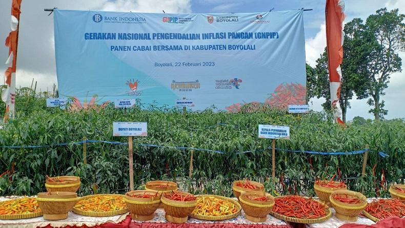 Jelang Ramadan, Tanaman Cabai di Lereng Merapi Memasuki Panen Raya 