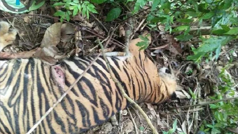 title Harimau di Aceh Timur Mati, Ada 3 Ekor Bangkai Kambing di Sekitar Lokasi Harimau di Aceh Timur Mati, Ada 3 Ekor Bangkai Kambing di Sekitar Lokasi