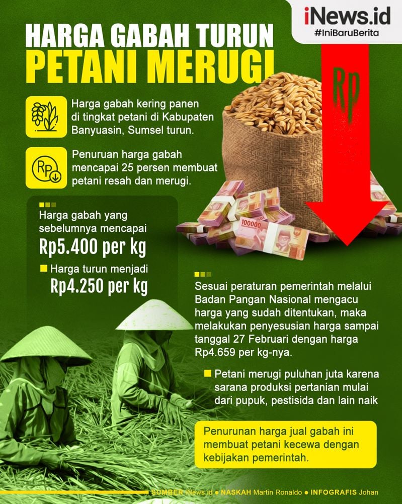 Infografis Harga Gabah Turun Petani Di Banyuasin Merugi