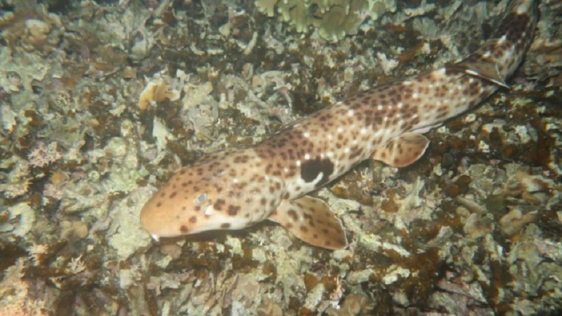 Hiu Berjalan Berstatus Ikan Dilindungi Penuh, Spesies Endemik Perairan Papua dan Maluku