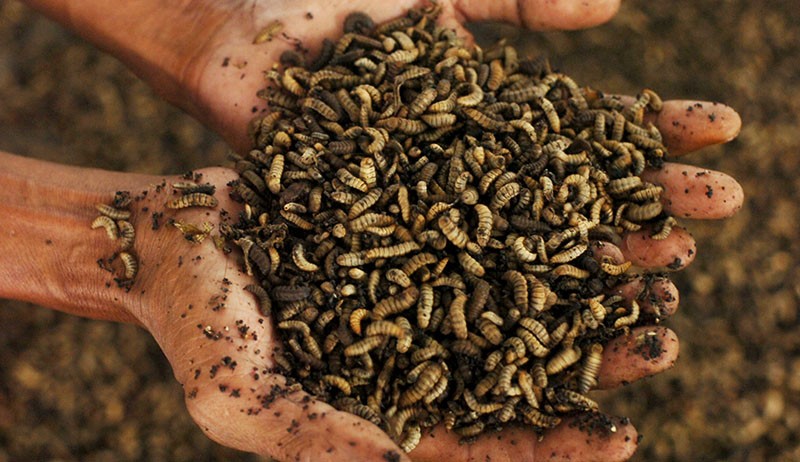 Budi Daya Maggot Hasil Pengolahan Sampah Organik - Bagian 1