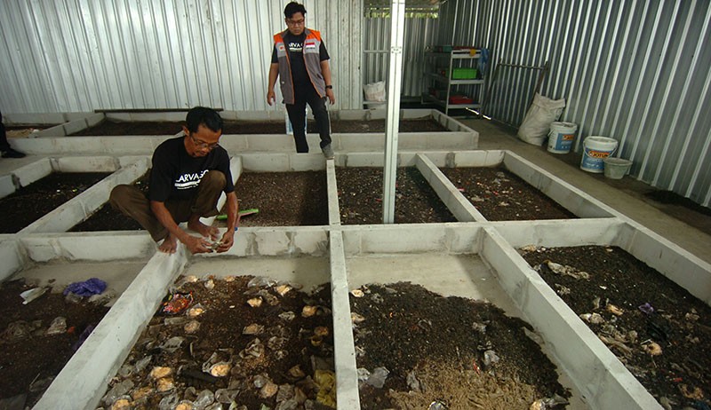 Budi Daya Maggot Hasil Pengolahan Sampah Organik - Bagian 2