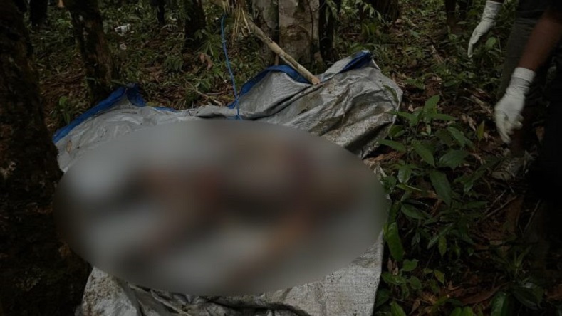 Boven Digoel Geger, Mayat Perempuan Membusuk Ditemukan Tergantung di Pohon Karet