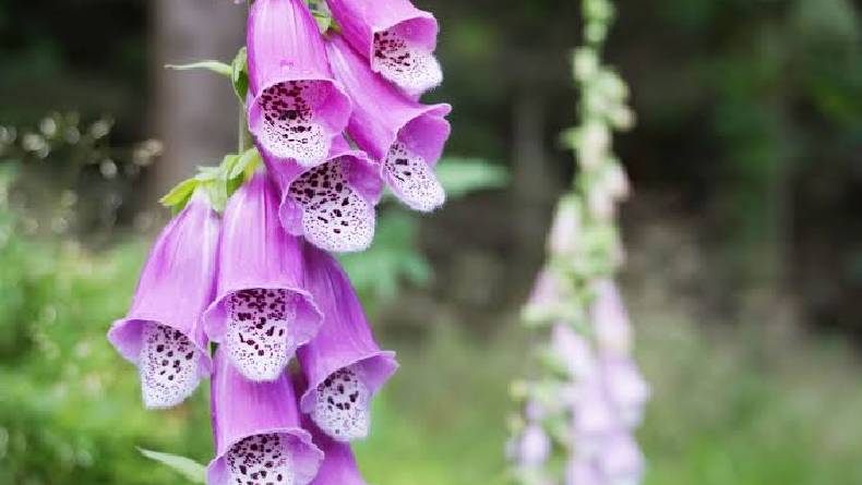 5 Tanaman Hias Cantik Tapi Juga Bisa Mematikan, Nomor 3 Bisa Sebabkan Muntah-muntah hingga Diare