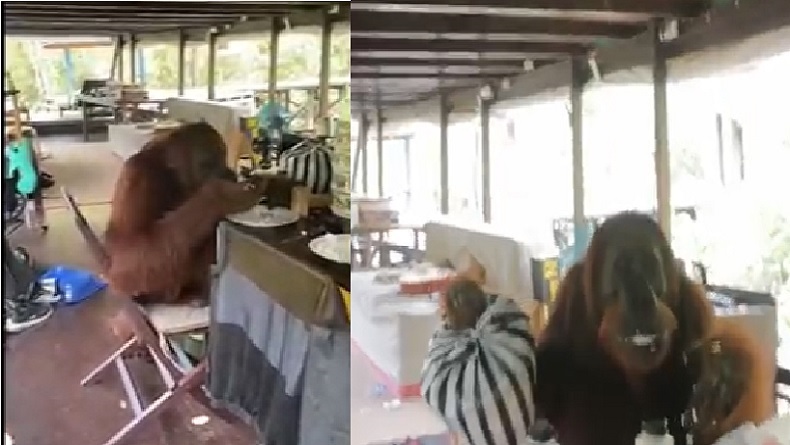 Viral Orangutan Naik Perahu Kelotok Wisatawan, Makan Nasi lalu Bawa Sebungkus Kerupuk