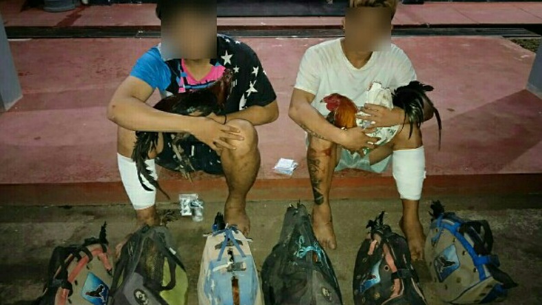 2 Pelaku Spesialis Pencuri Ayam Dibekuk Polisi saat Sembunyi di Rumah Kos Manado 