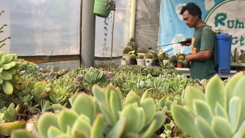 Warga Banjarnegara Sukses Budi Daya Sukulen, Cuan Jutaan Rupiah per Bulan