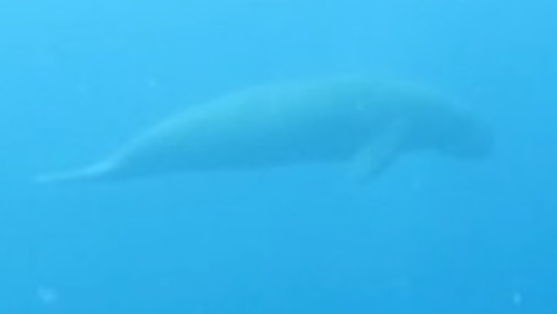 Hewan Apa Saja yang Dilindungi di Taman Nasional Bunaken, Salah Satunya Duyung