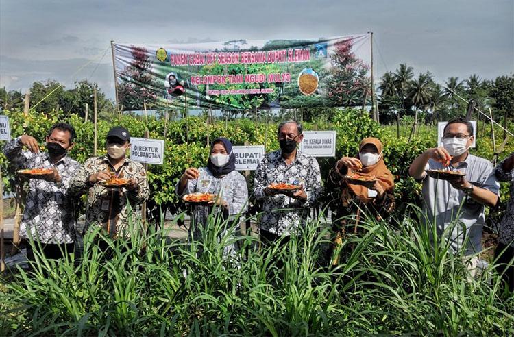 Panen Melimpah, Cabai Sleman Dikirim ke Jakarta 