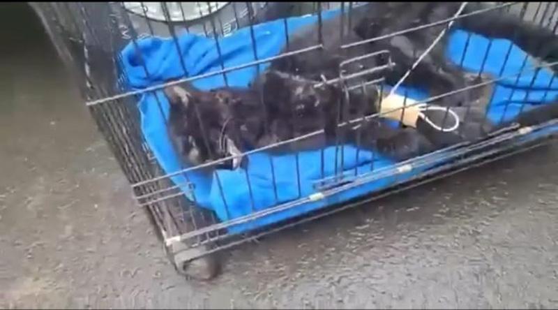  Sempat Dirawat, Macan Kumbang Penuh Luka Masuk Rumah Warga Pekalongan Akhirnya Mati