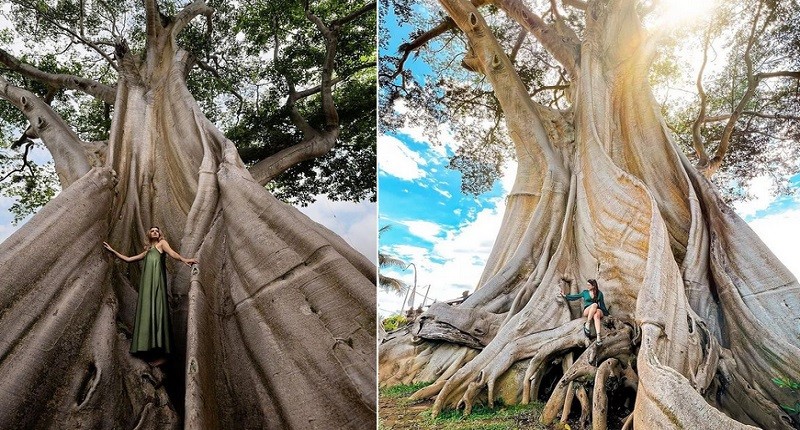 Viral Pohon Raksasa di Bali Berusia 700 Tahun, jika Beruntung Bisa Dengar Suara Gamelan