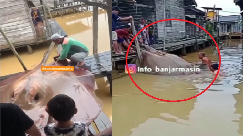 Viral Warga Batulicin Tangkap Ikan Pari Ukuran Jombo, Netizen Gagal Fokus Bahas Kutukan