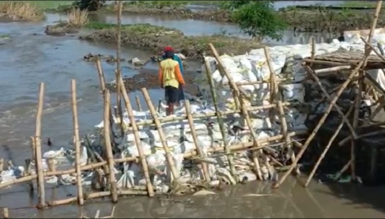 Tanggul Sungai di Mojokerto Jebol, 2 Desa Kebanjiran, 22 Ha Lahan Padi Tenggelam 
