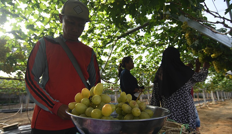 Kebun Anggur Kelurahan Duyu Palu Hasilkan Rp3 Juta per Hari - Bagian 2