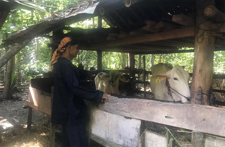 Peternak Bantul Gunakan Kunyit dan Sirih untuk Obati Sapi Terjangkit LSD