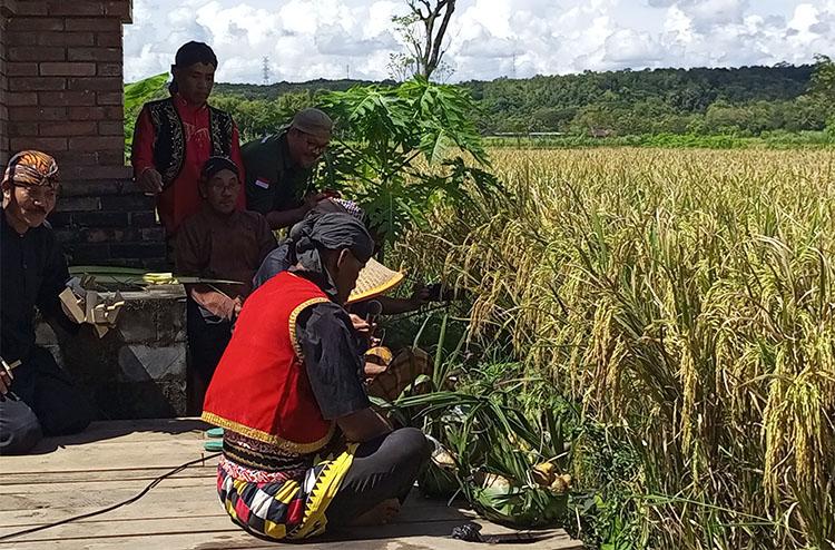 Bersyukur Hasil Panen Melimpah, Petani Padi Di Pajangan Bantul Gelar ...