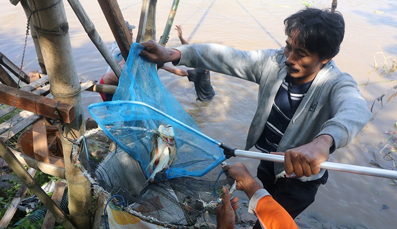 Ikan Mabuk di Sungai Brantas Jadi Rebutan Warga - Bagian 2