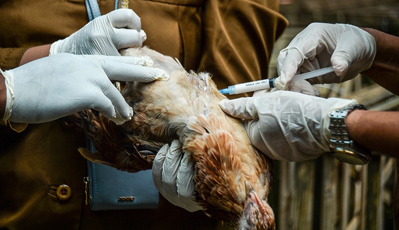 Antisipasi Penyebaran Virus Flu Burung - Bagian 2