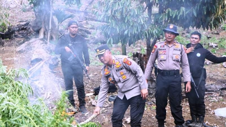 Polres Aceh Barat Musnahkan 32 Hektare Ladang Ganja di Nagan Raya